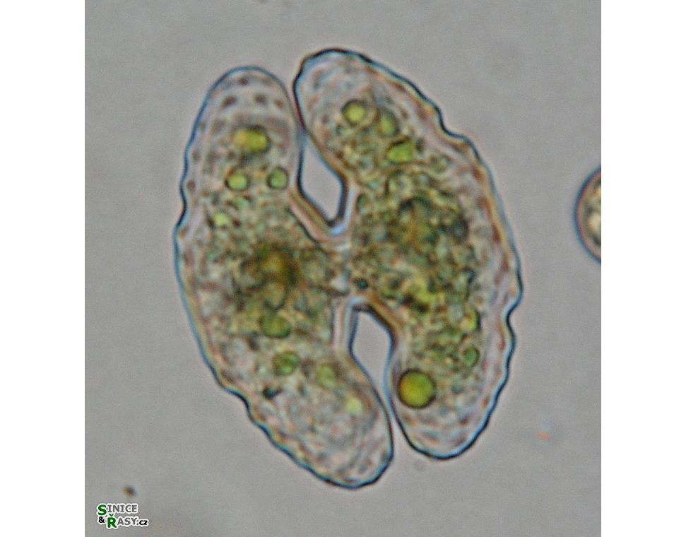 Cosmarium commissurale
