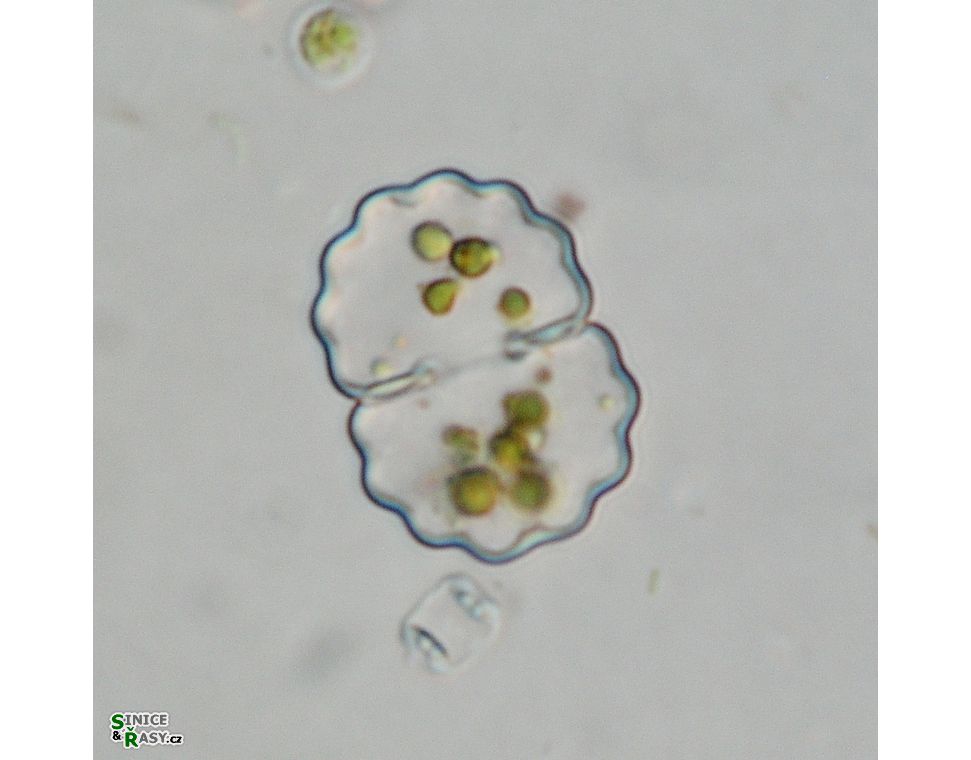 Cosmarium crenulatum