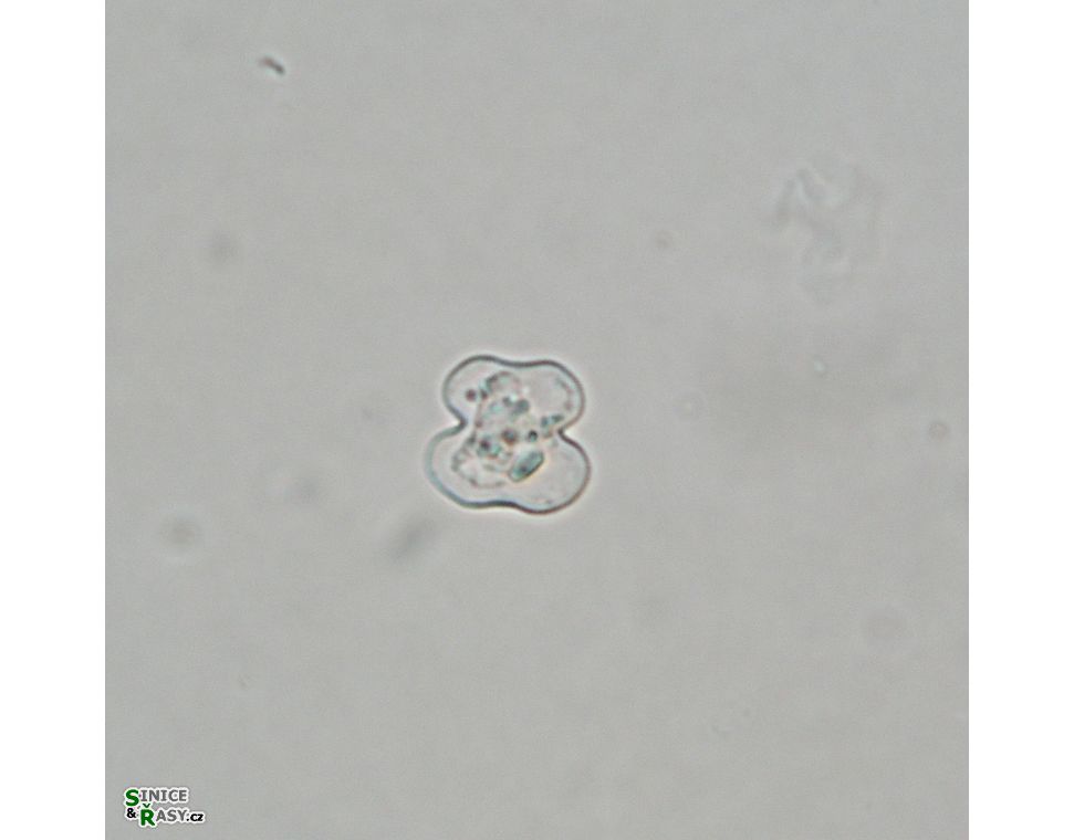 Cosmarium
