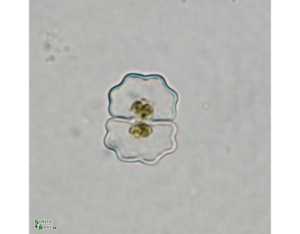 Cosmarium meneghinii