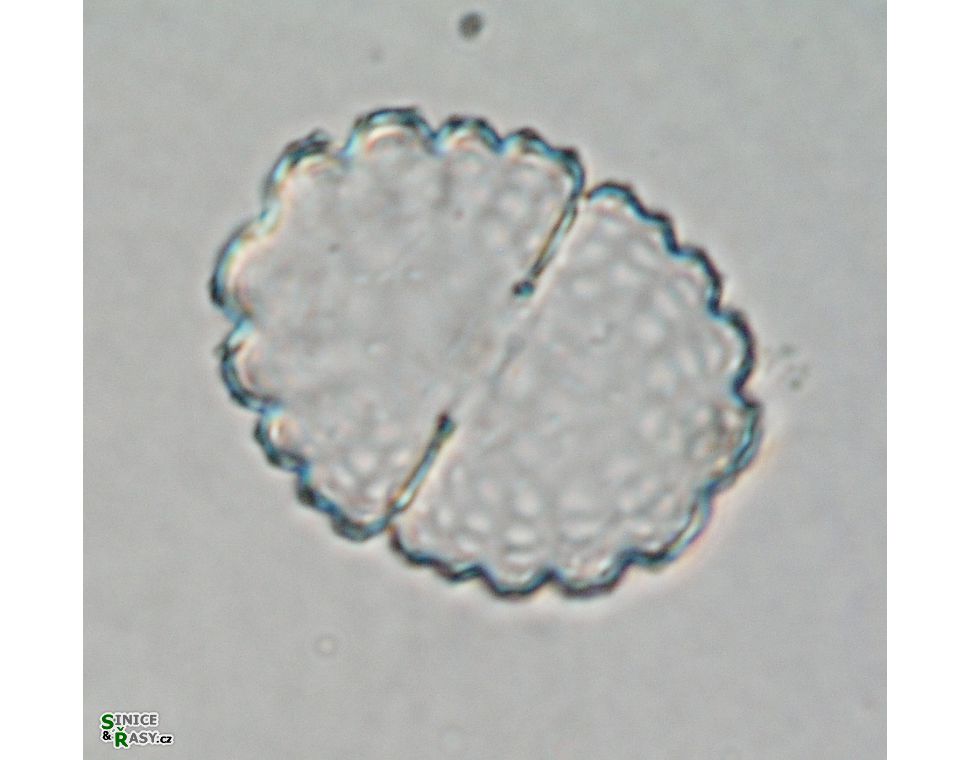 Cosmarium nasutum