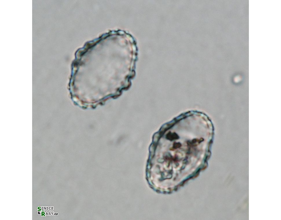 Cosmarium notatum
