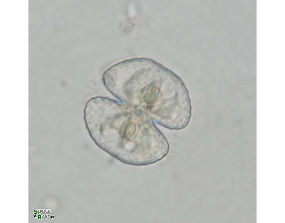Cosmarium orthopunctulatum
