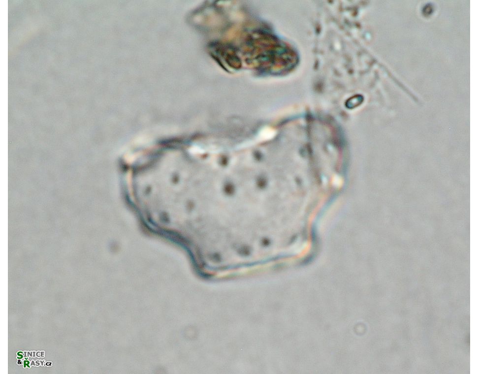 Cosmarium retusum