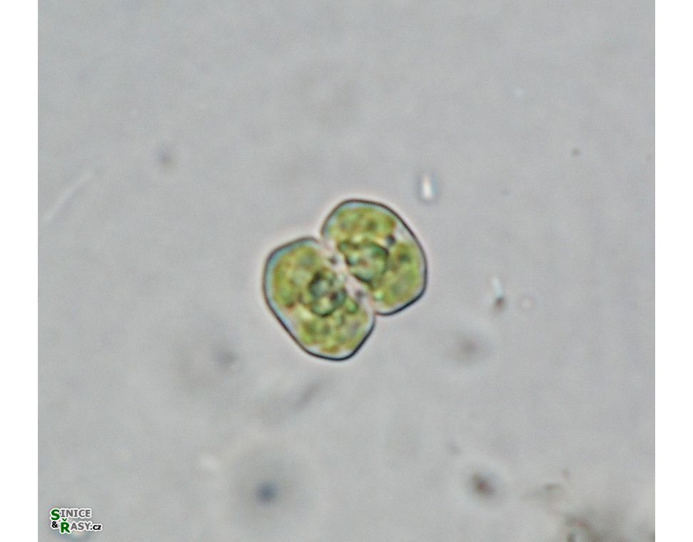 Cosmarium