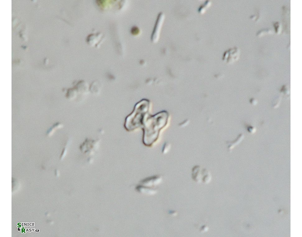 Cosmarium