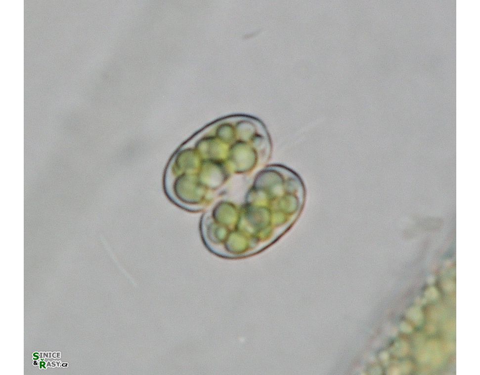 Cosmarium