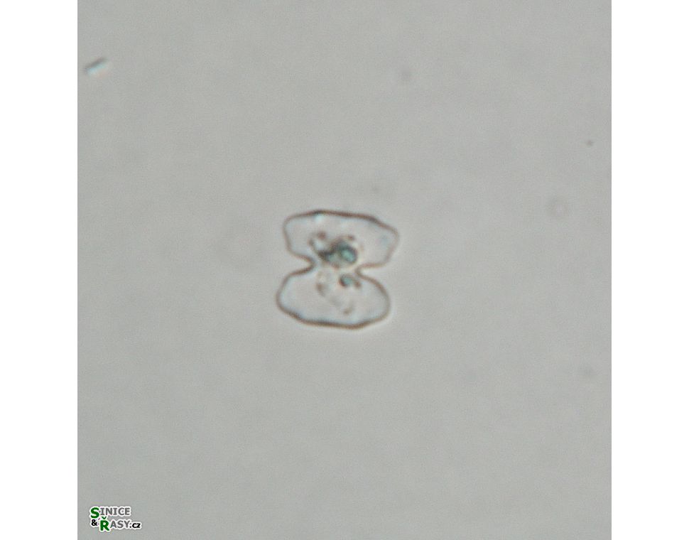 Cosmarium sphagnicola