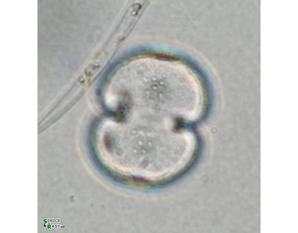 Cosmarium varsoviense