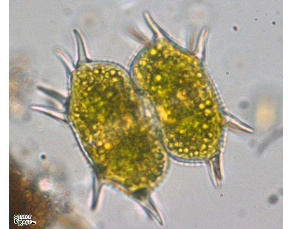 Xanthidium antilopaeum