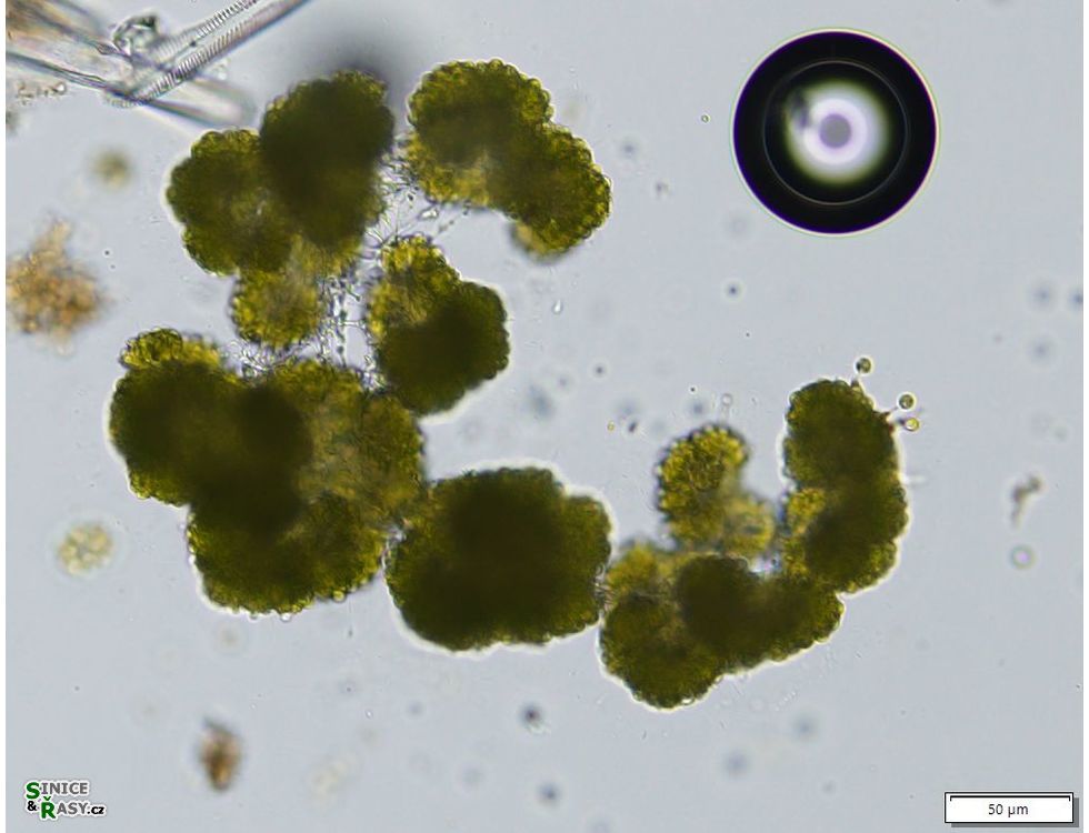 Botryococcus braunii