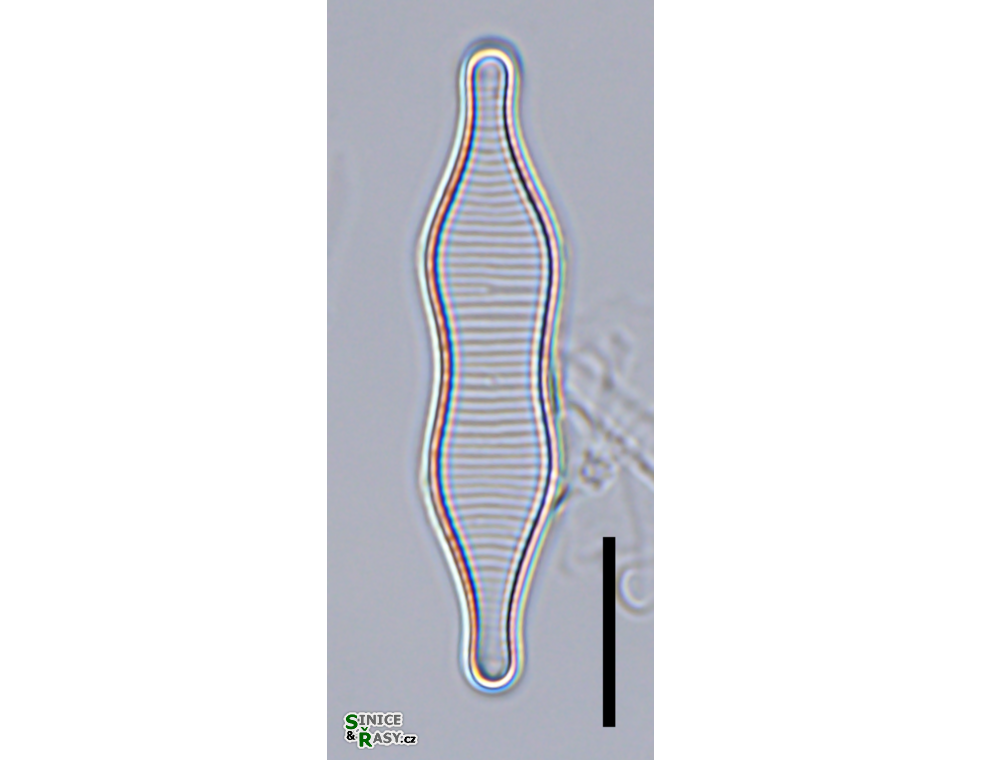 Fragilariforma constricta