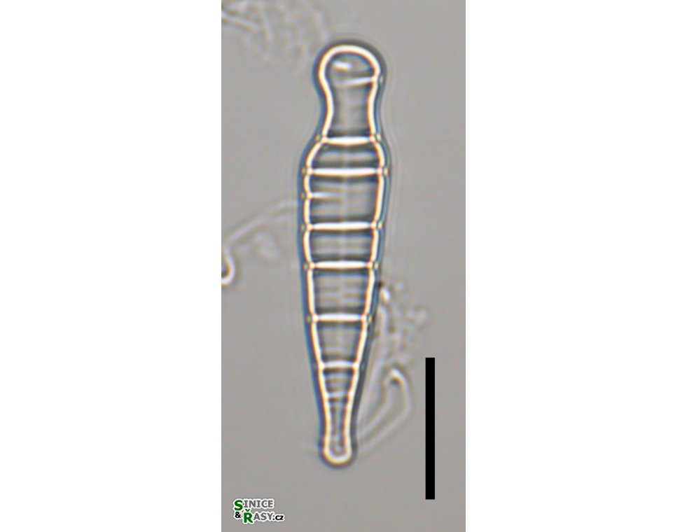 Meridion constrictum