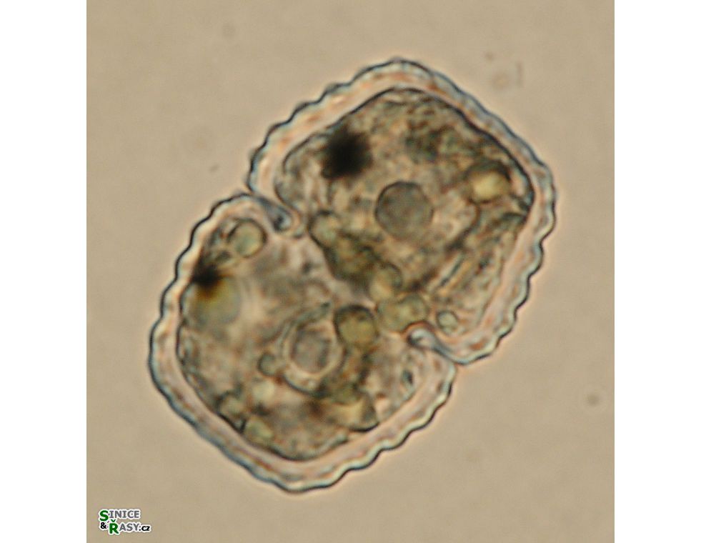 Cosmarium basiornatum
