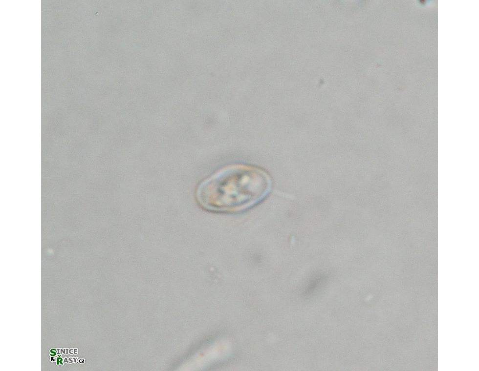 Cosmarium