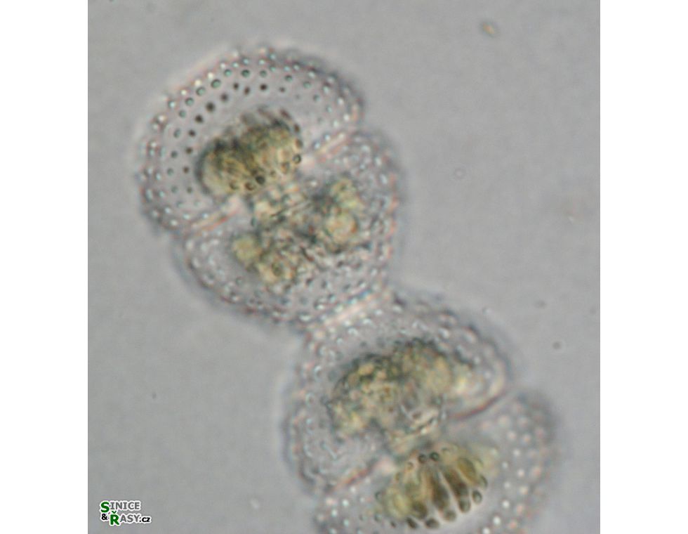 Cosmarium formosulum