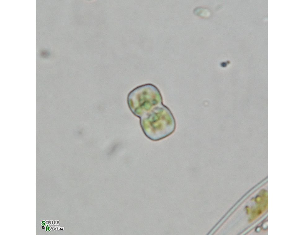 Cosmarium gonoides