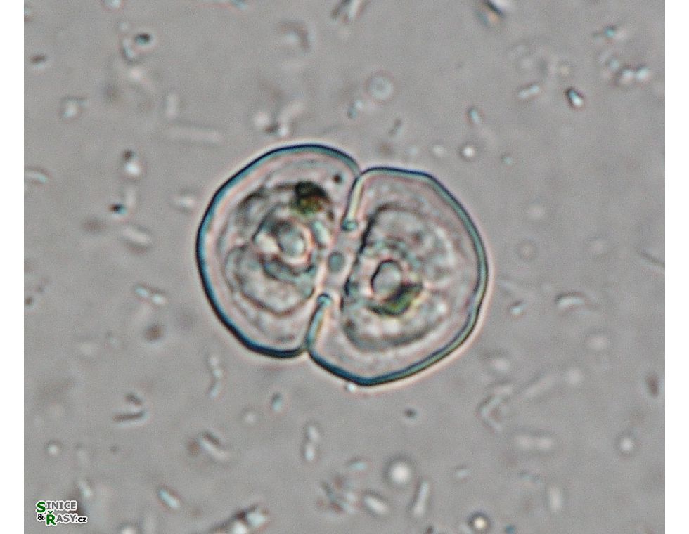 Cosmarium laeve