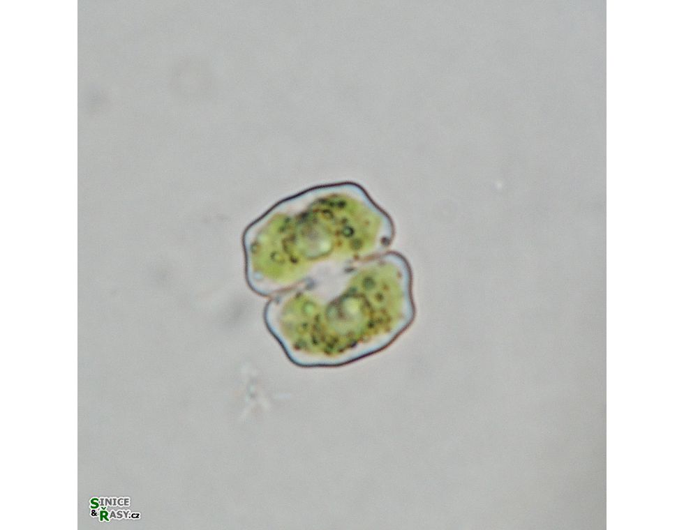 Cosmarium