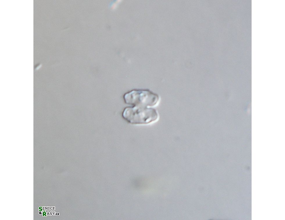 Cosmarium sphagnicola