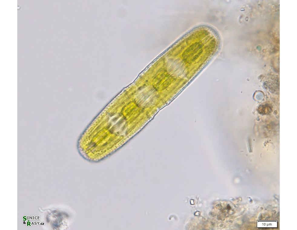 Penium margaritaceum