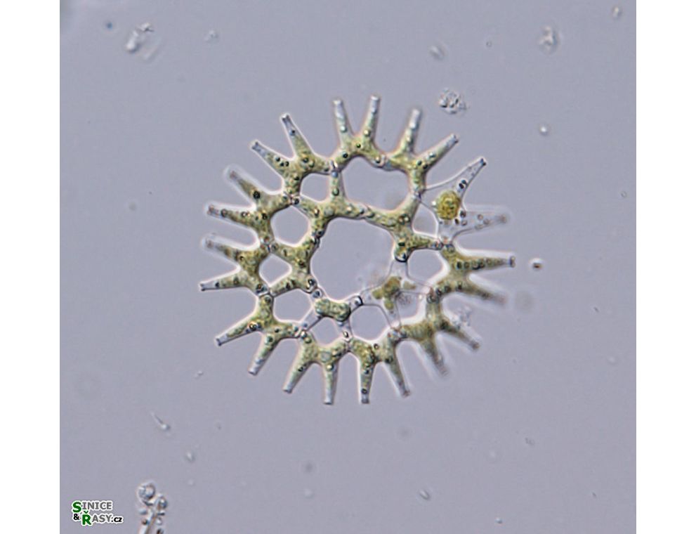 Lacunastrum gracillimum