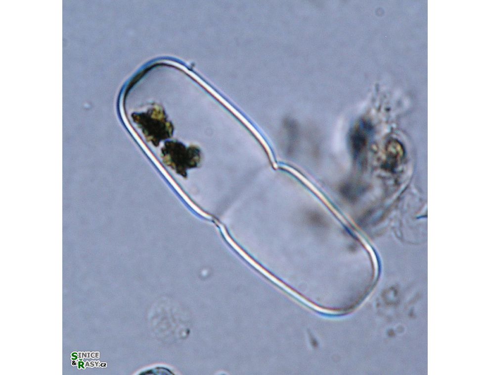 Actinotaenium crassiusculum