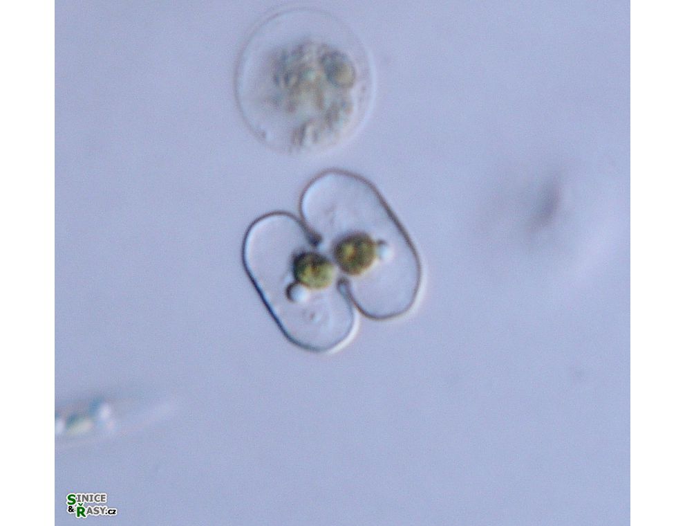 Cosmarium bireme