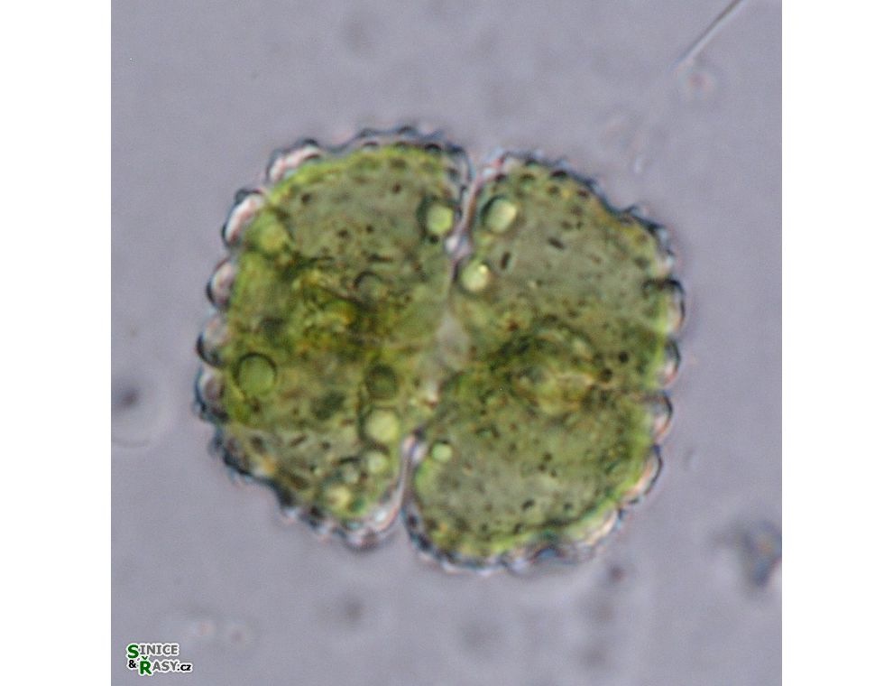 Cosmarium caelatum