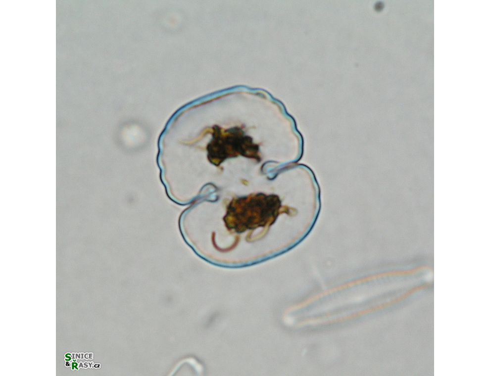 Cosmarium garrolense