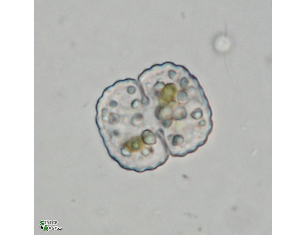Cosmarium isthmochondrum