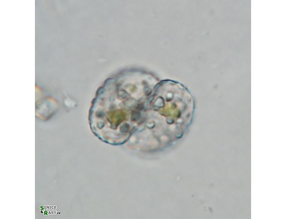 Cosmarium isthmochondrum