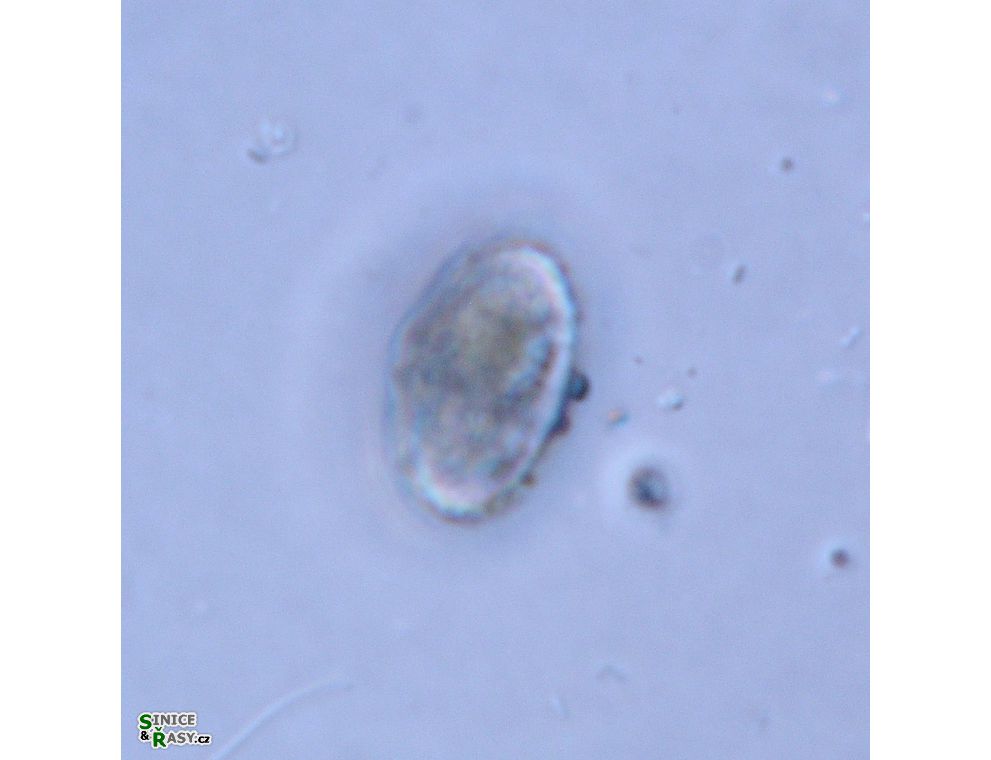 Cosmarium isthmochondrum