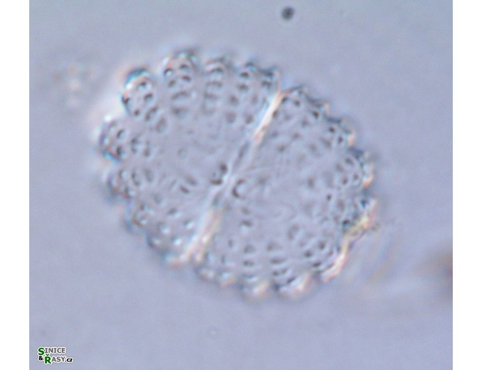Cosmarium nasutum
