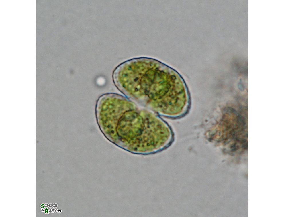 Cosmarium orthopunctulatum