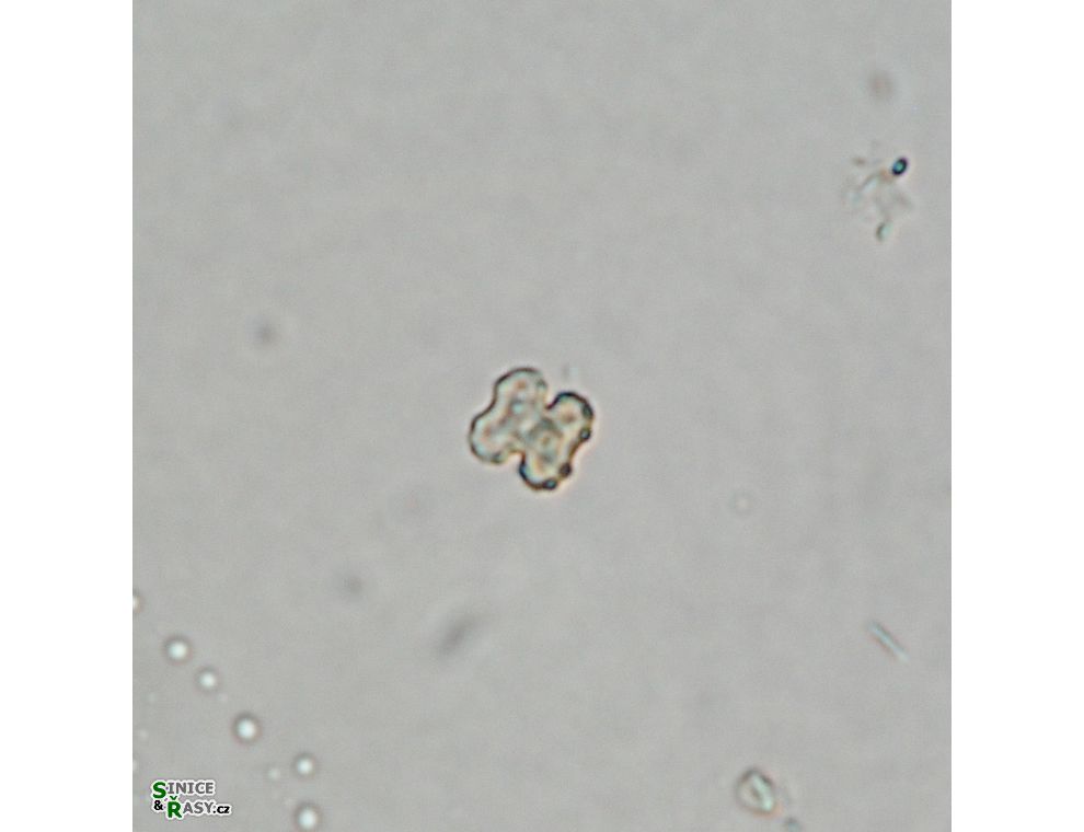 Cosmarium
