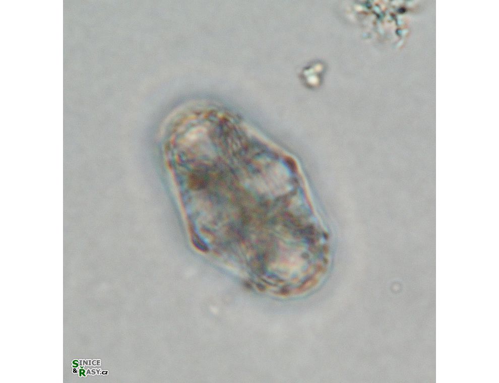 Cosmarium trachypleurum