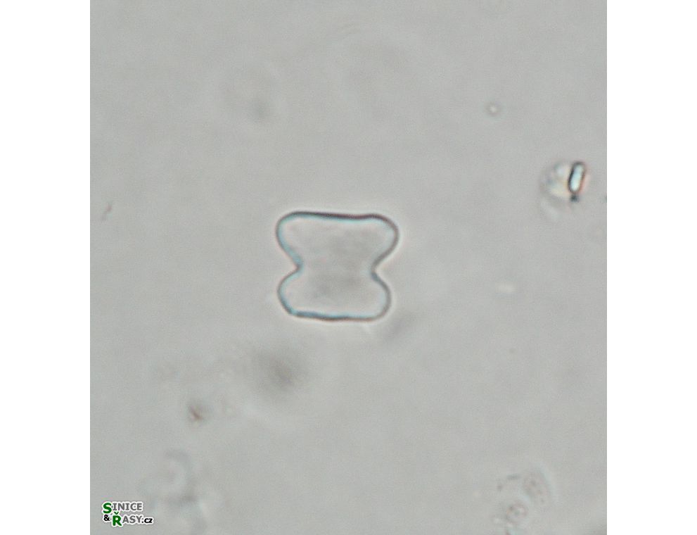Cosmarium