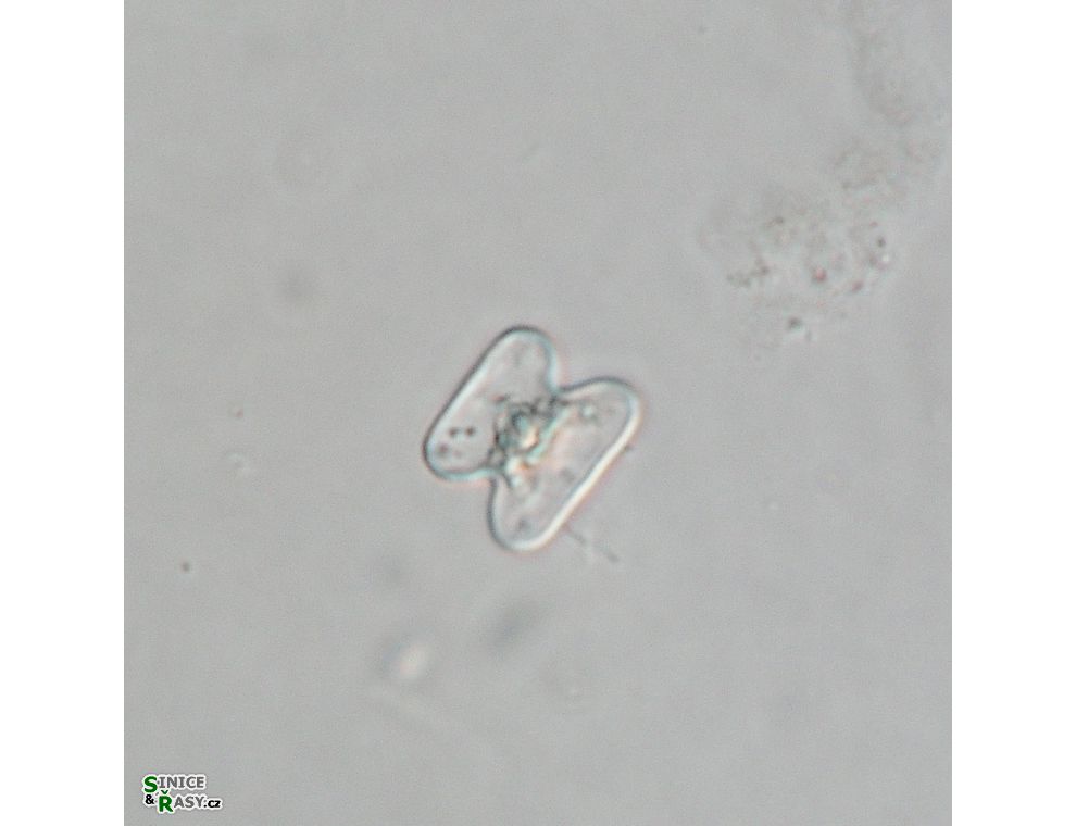 Cosmarium