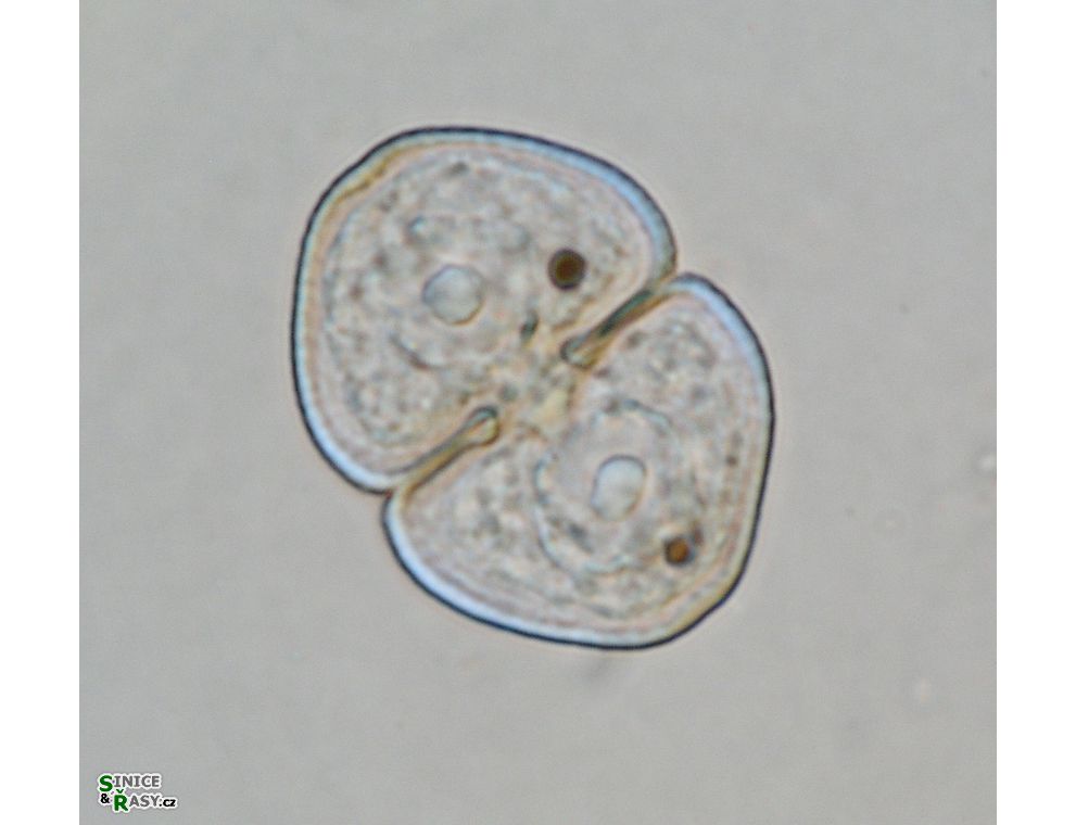 Cosmarium variolatum