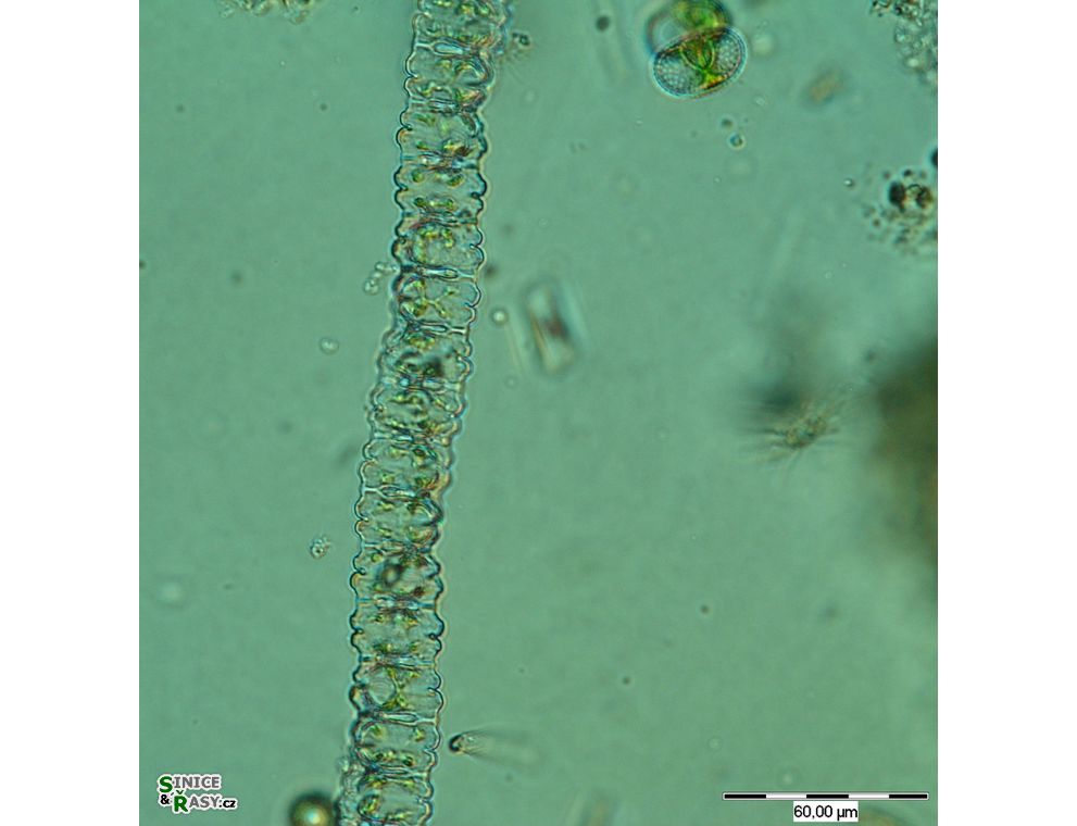 Desmidium aptogonum