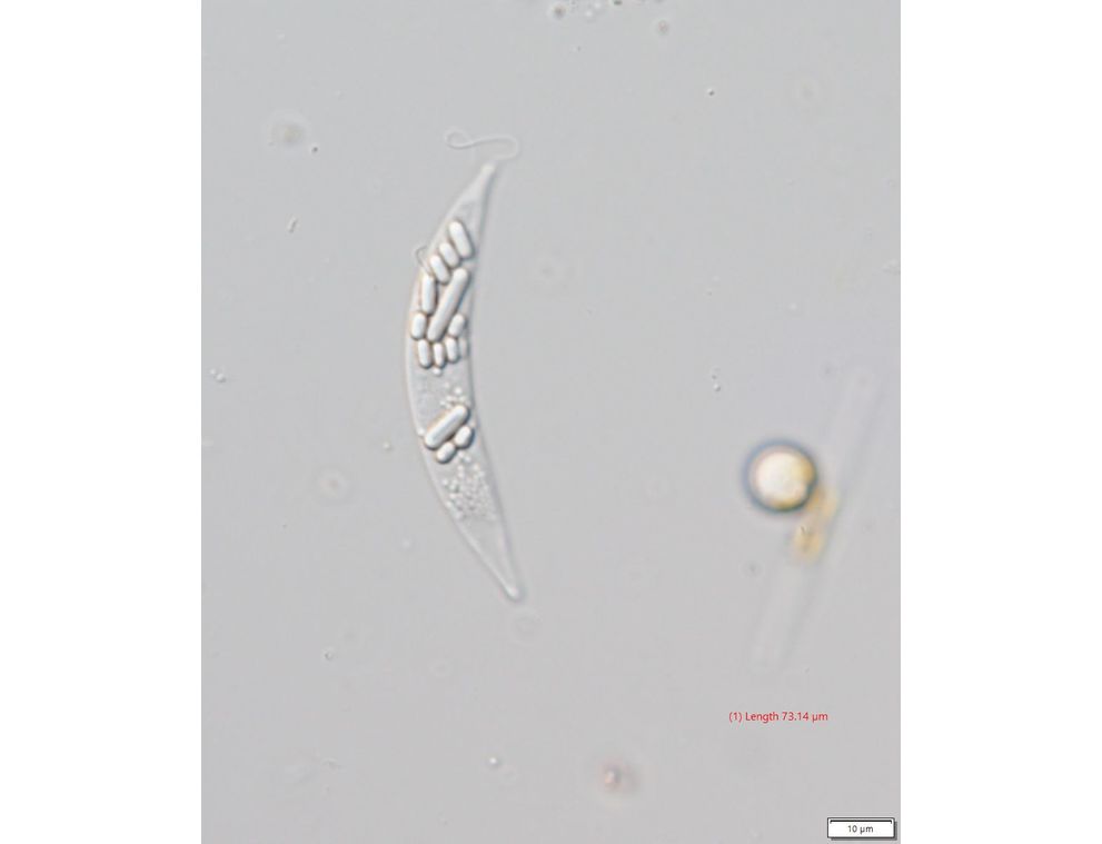 Menoidium pellucidum